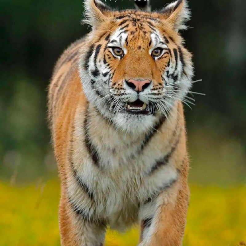 好运多多多多多多多多多多