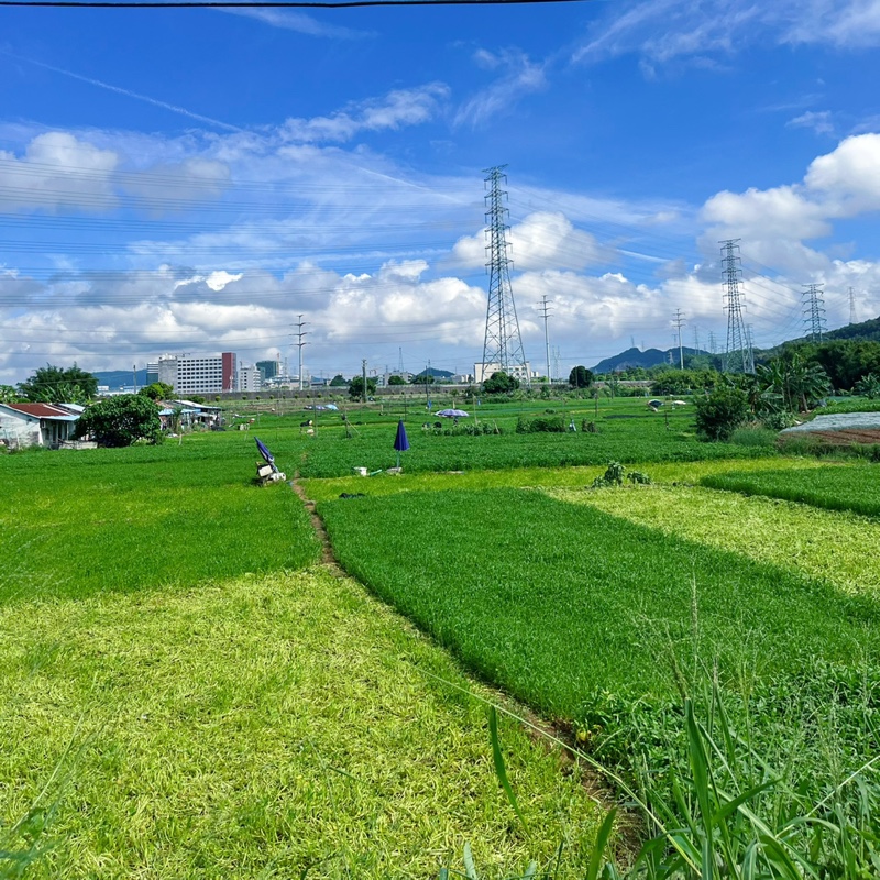 红红火火的大虾