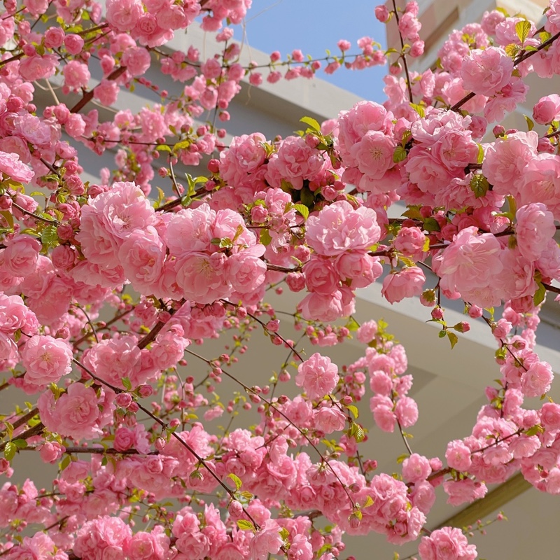 心上的风景心上的你哦