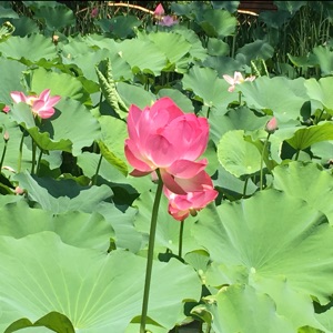 谁还不是朵花呢