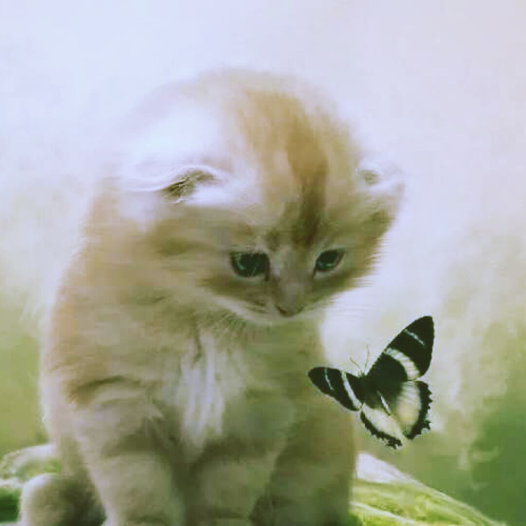 会吐泡泡的鱼749