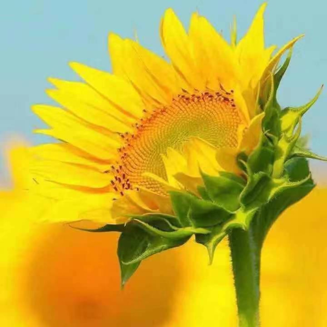 向日葵的春天2020