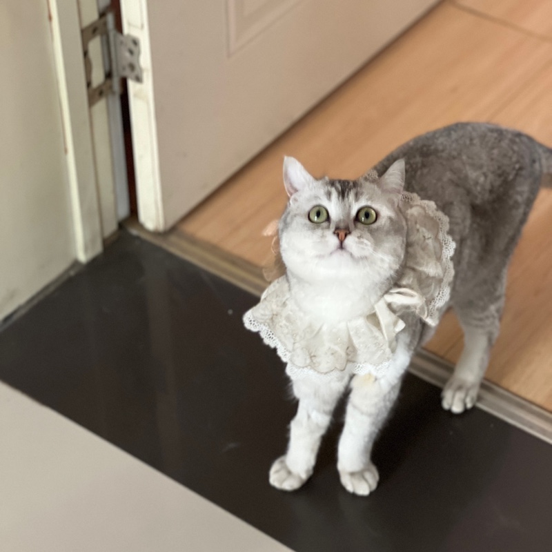 闷青的干生薹草