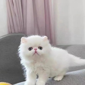 不吃鱼的猫