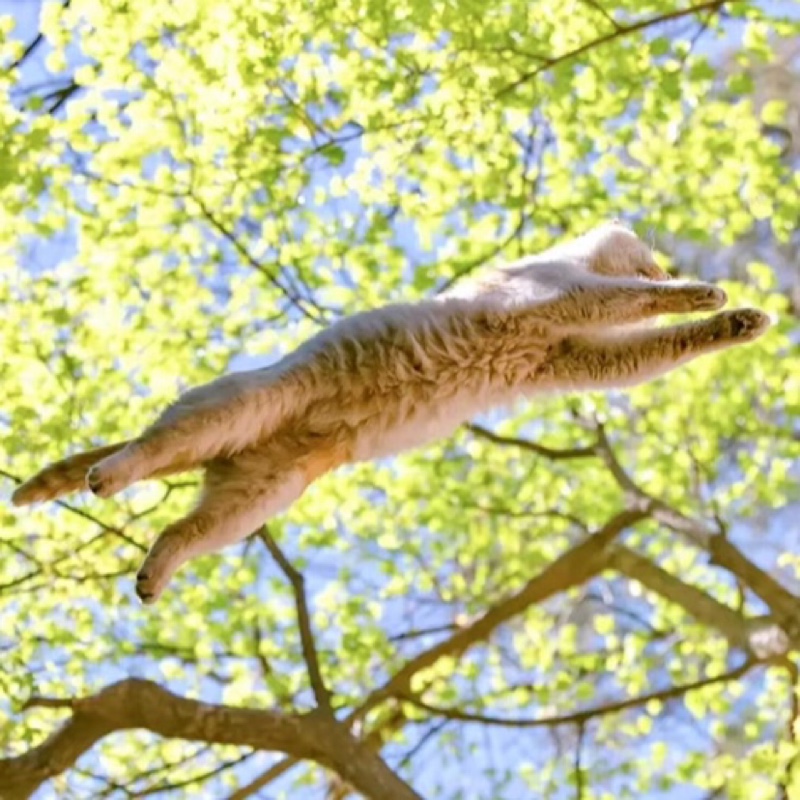 躲在柚子里的刺猬