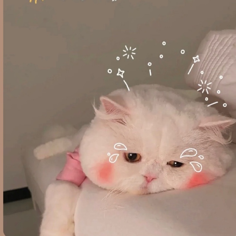 爱吃三丝牛肉的白鸽07