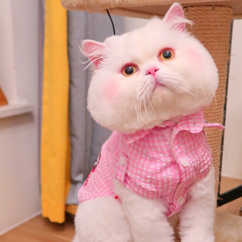 手心上的朱砂痣