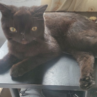 茅坑拉屎脸朝外