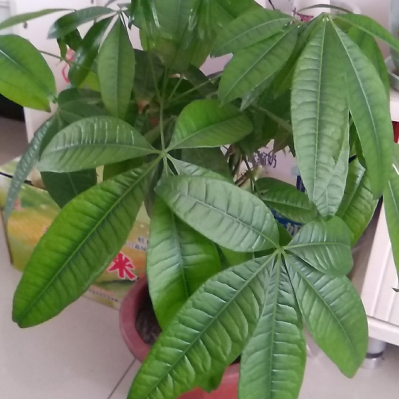 爱吃东北春饼的哈利