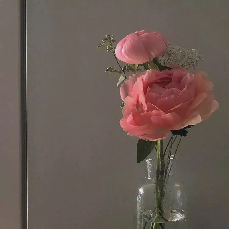 爱吃五味豆干的木瓜