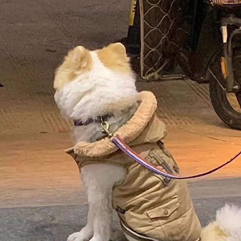 爱吃凉拌沙拉的小熊猫