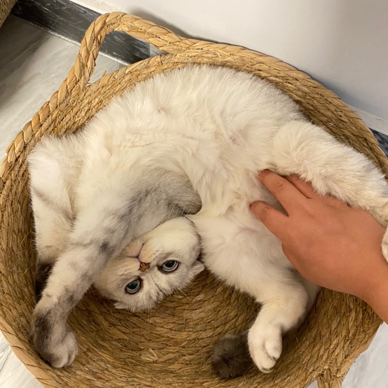 小耳朵是只猫呀