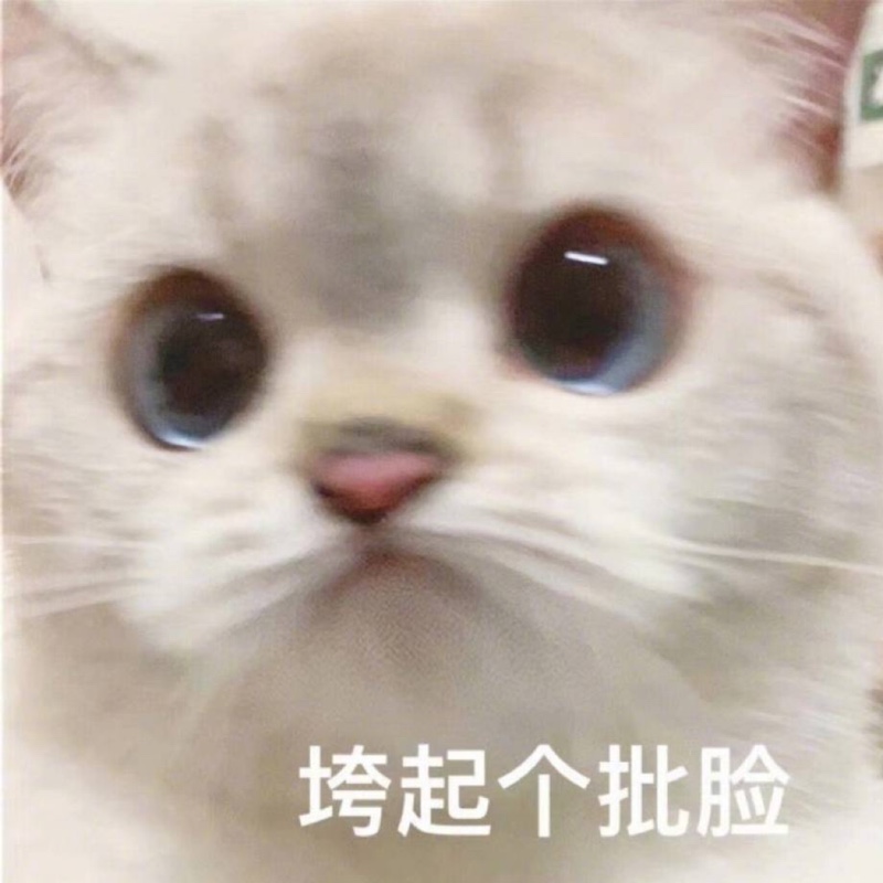 阿里古洞的小猫