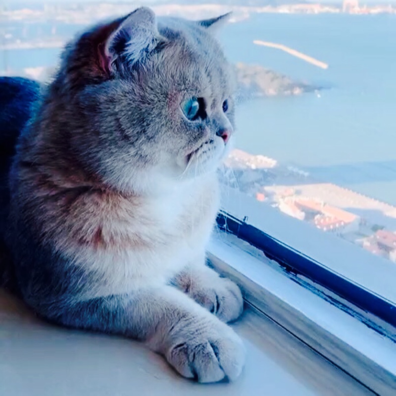 开心先森有想法