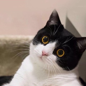 掉进鱼缸里的蓝胖子