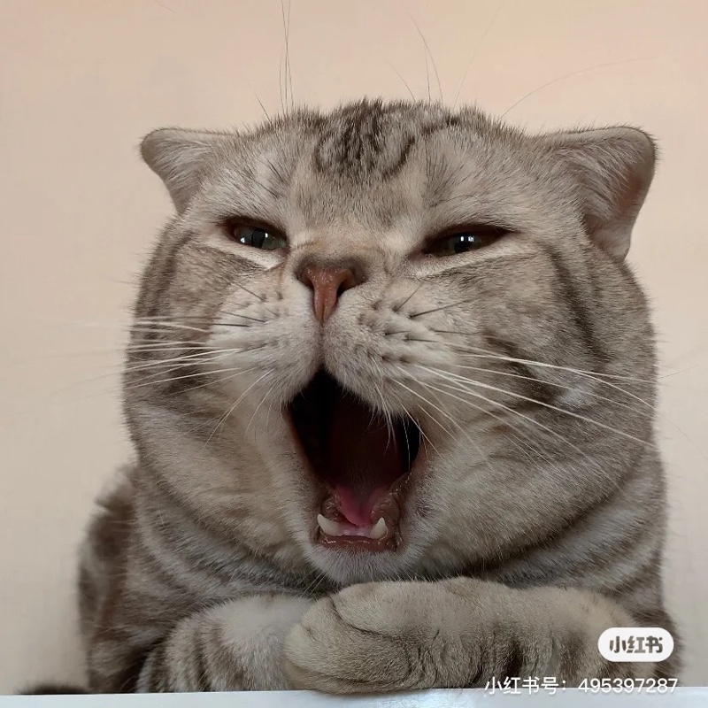 巨兔兔兔兔兔兔兔兔兔兔