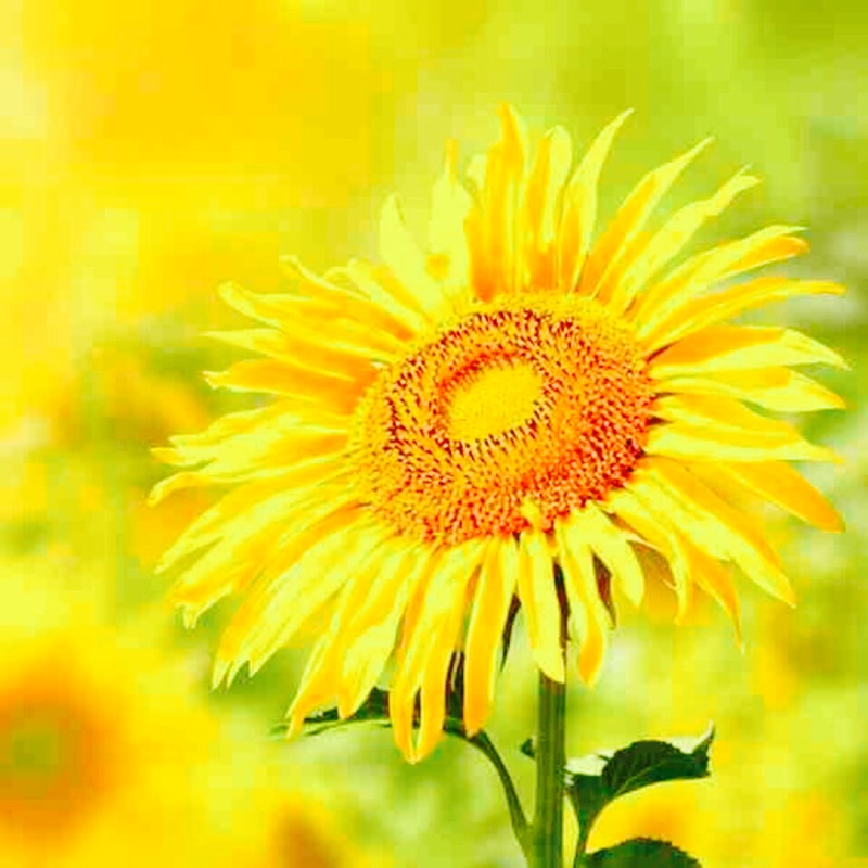 世间美好因为有你