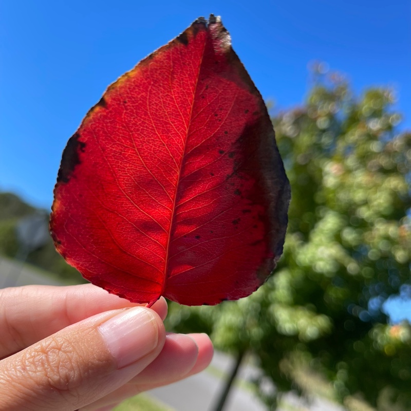 唯爱樱桃的羊驼小姐姐