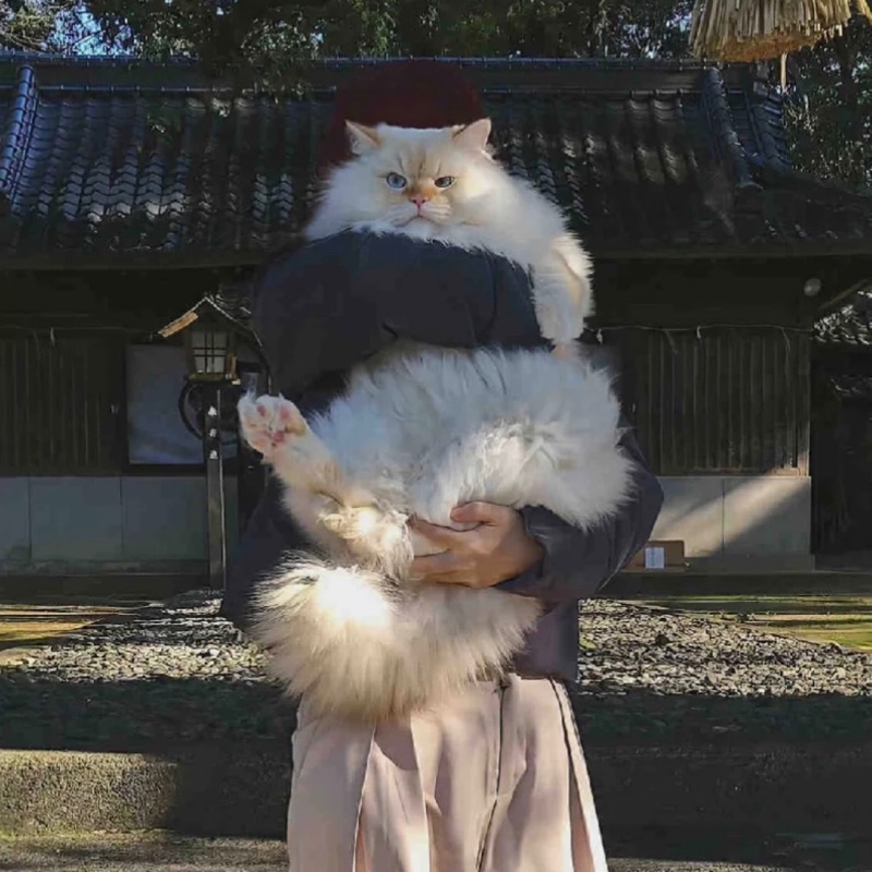 金金金金金金楠