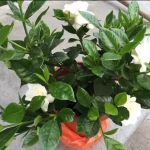 爱吃建瓯板鸭的叮叮当