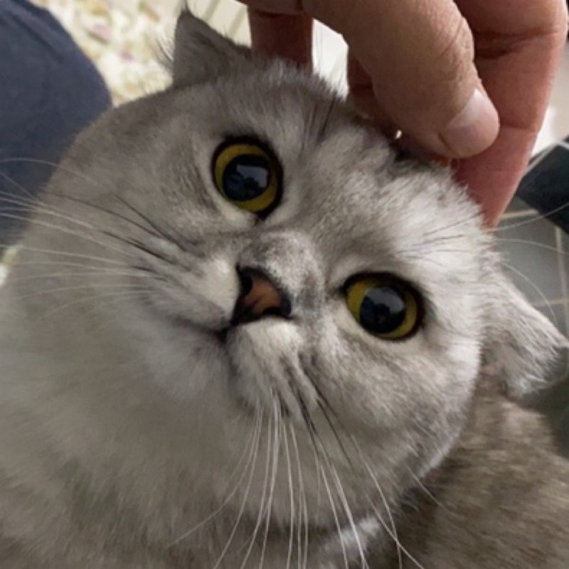 鞍山抠脚陈冠希