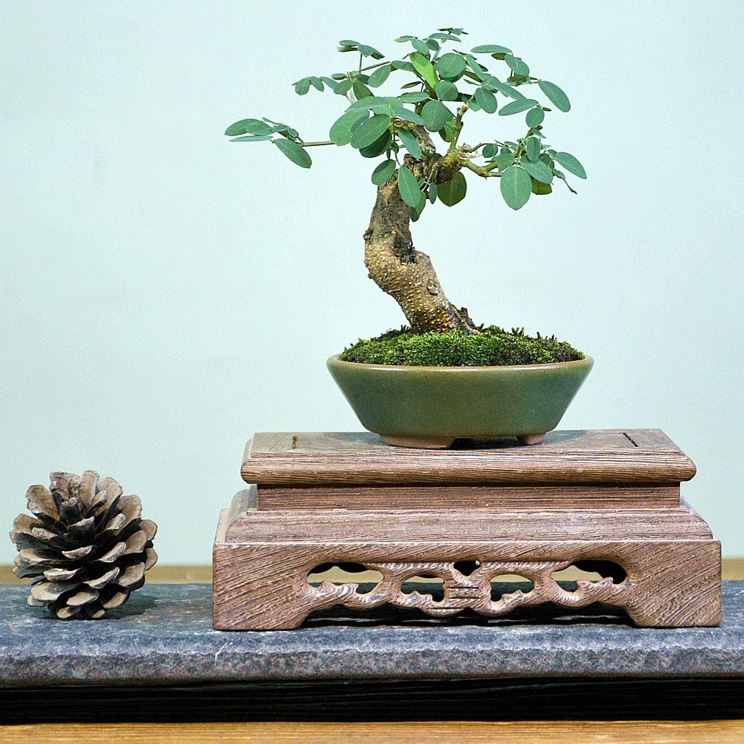 愚颂园小品盆景