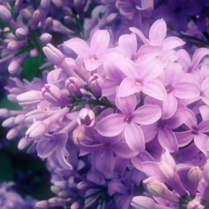 长不大的夏萝然8