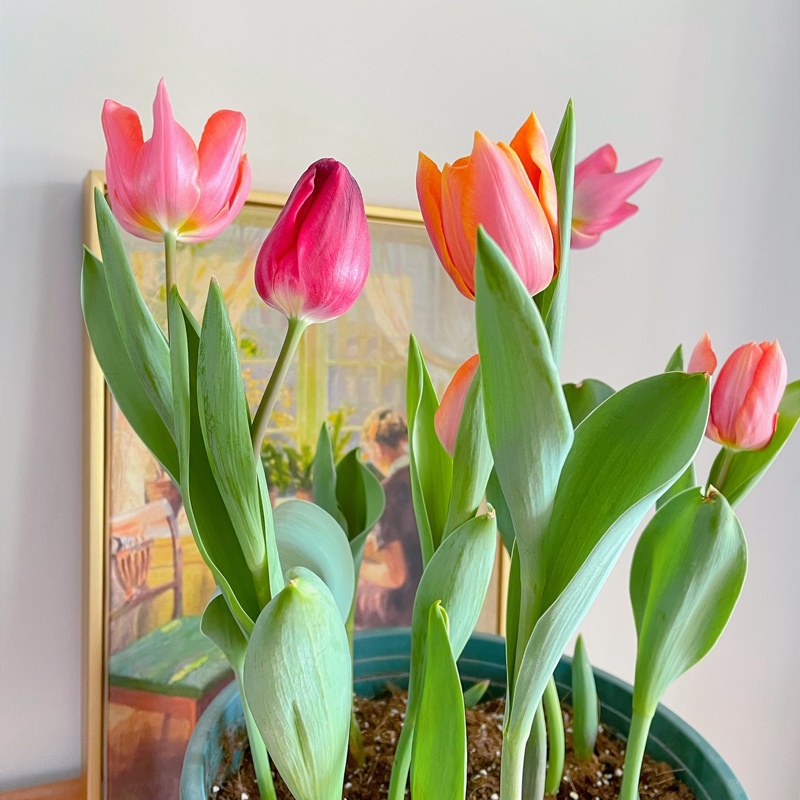 爱吃烧烤火锅的鱼