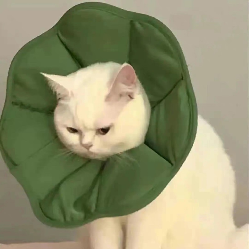 我可不是吃素的