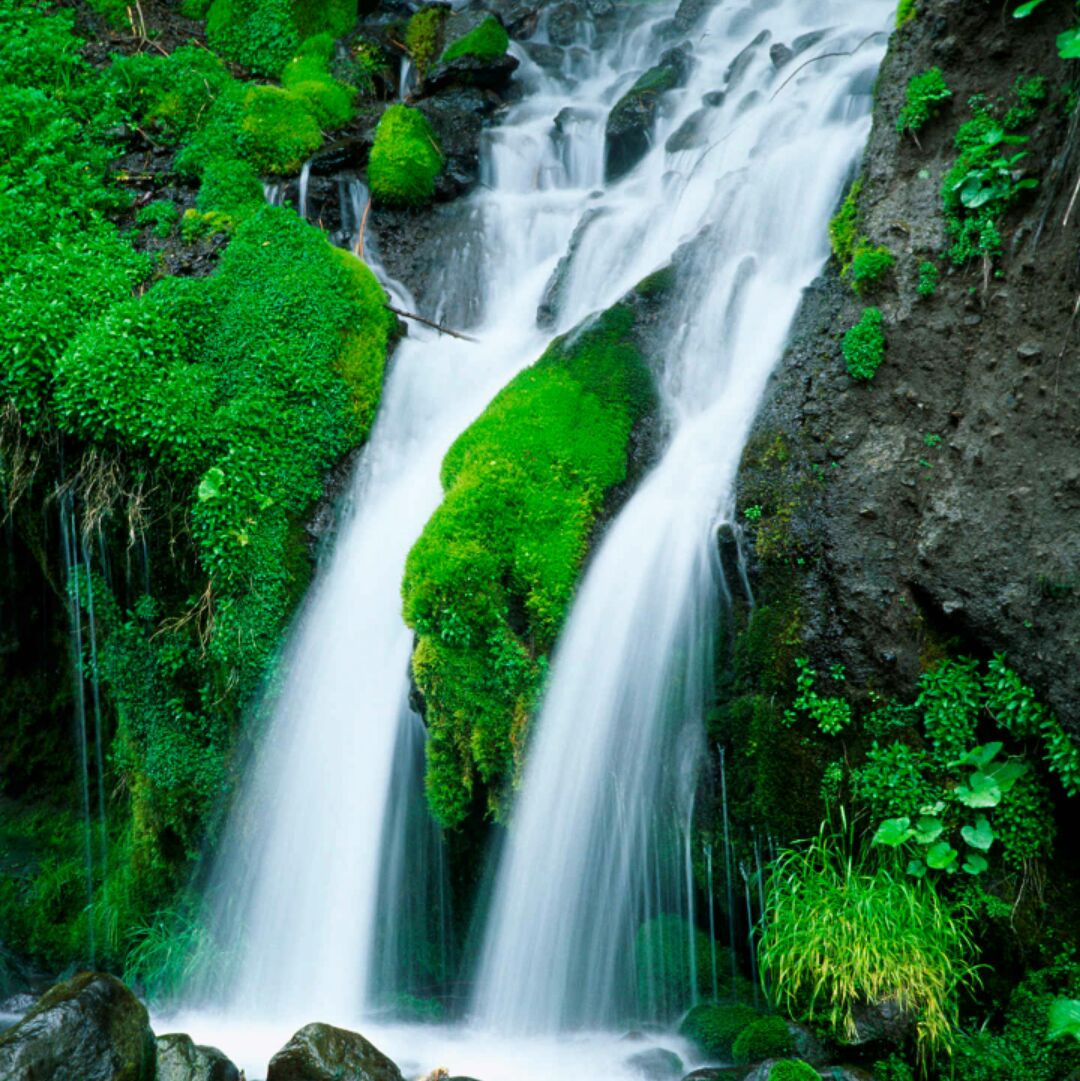 鲜蓝色的毛瓣杓兰