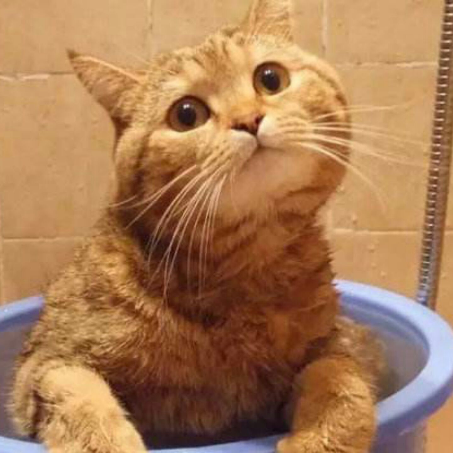 有只蓝喵叫大树