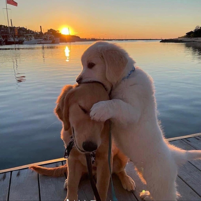 白茶清欢无别事