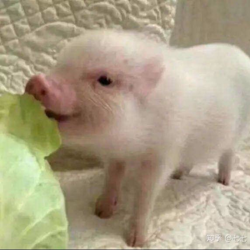 一只爱拱白菜的猪^