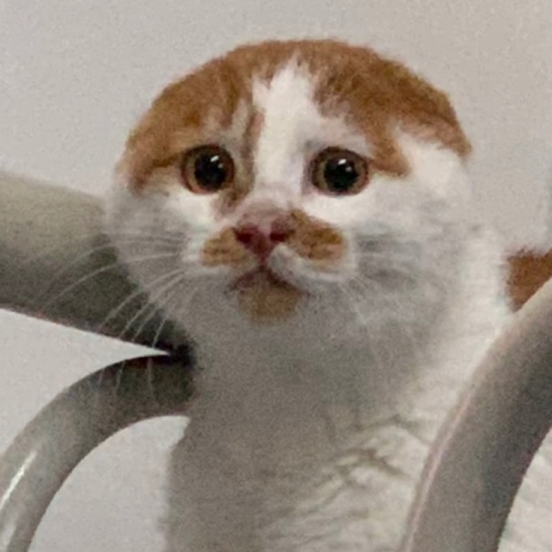 张颜齐现任女友