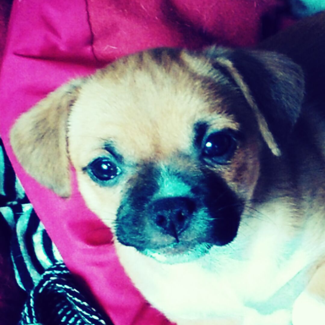 丿金光璀璨肥乐猪