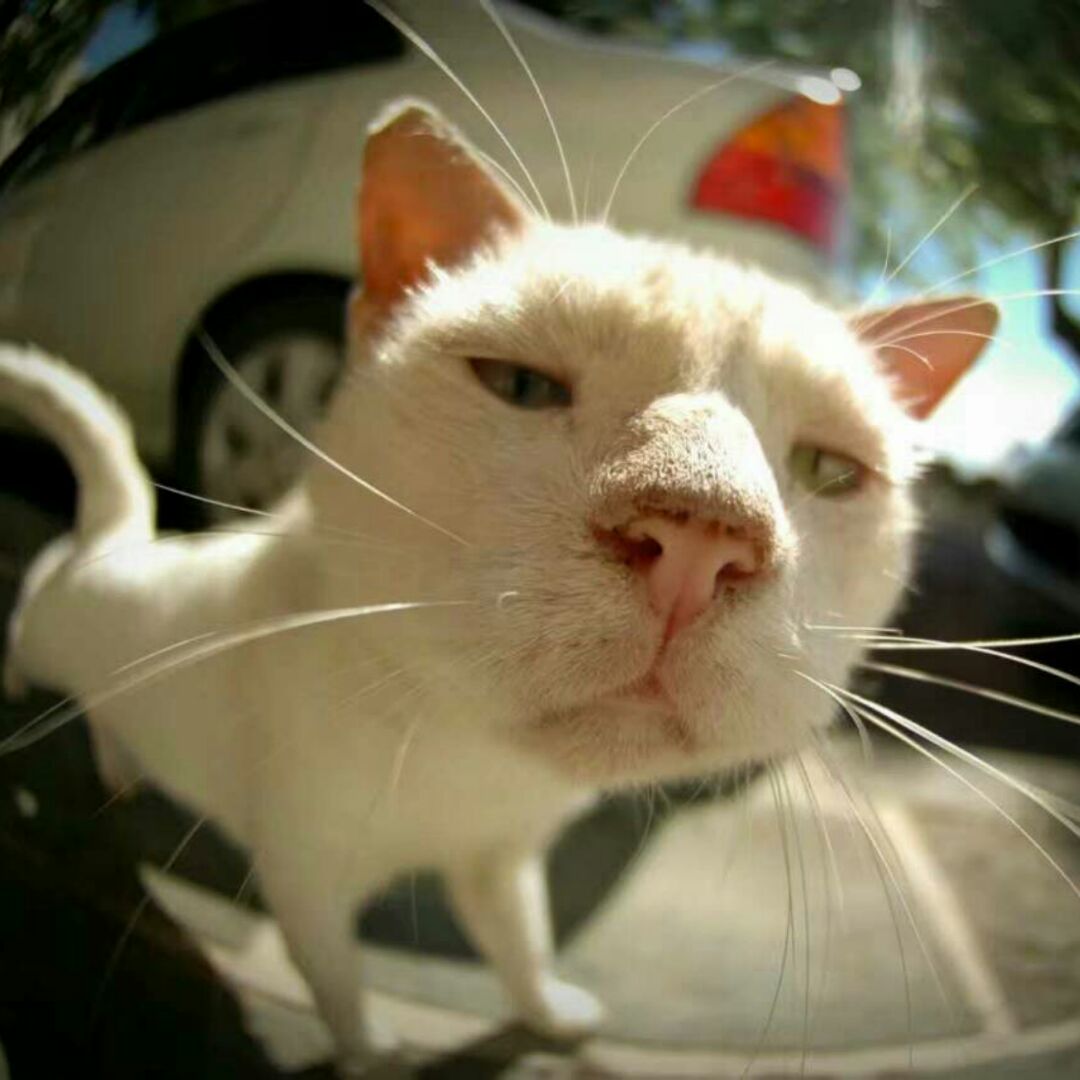 五颜六色的干暖小檗然味