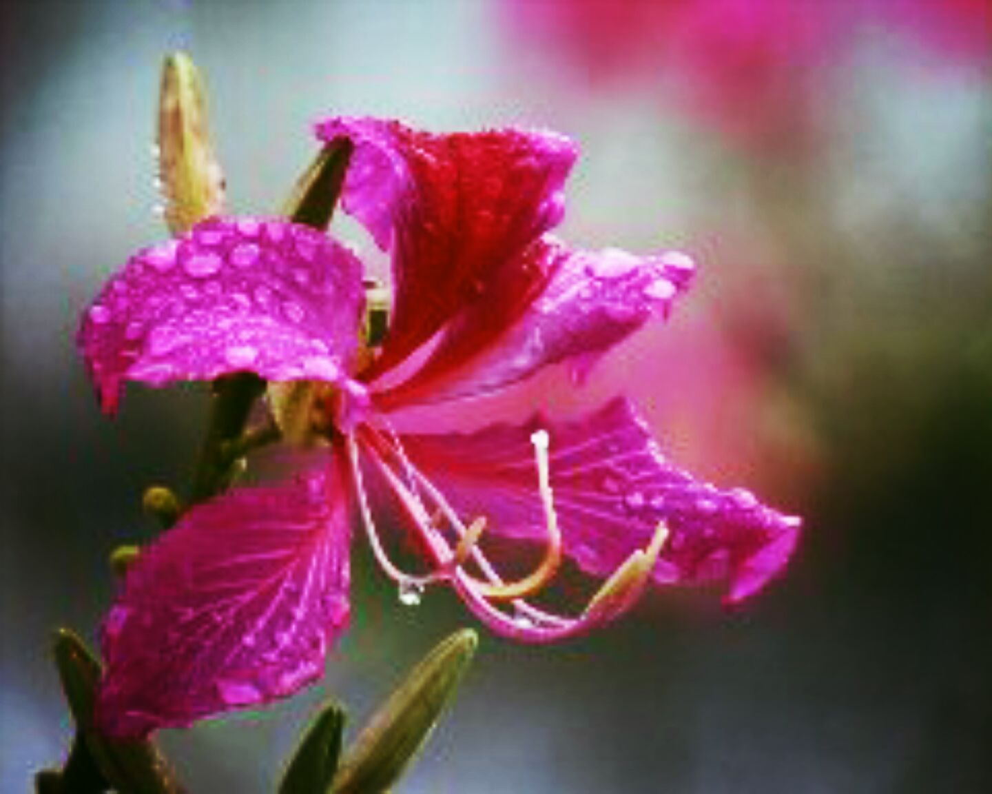 阳光山水花园天时地利人和