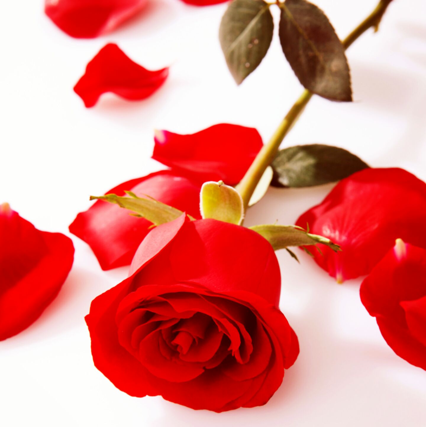 紫红色的乌材落泪