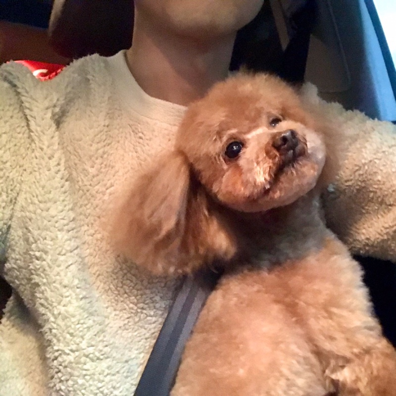 两条鱼和一只猫