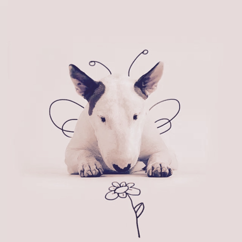 南朝沉著的莴笋