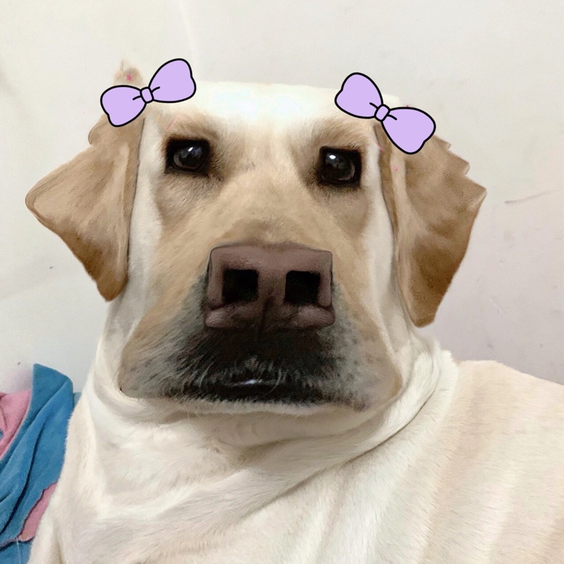 你好我是霸波儿奔