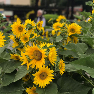 心想事成，万事如意！82