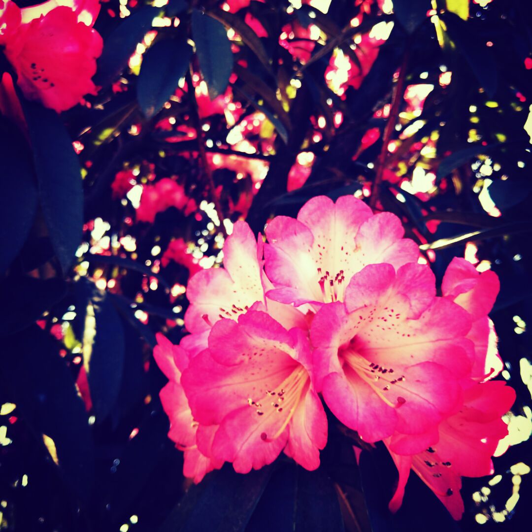 有头脑的小巨人幽兰