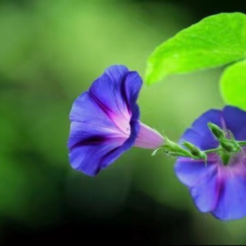 小猪猪你好吗=3=