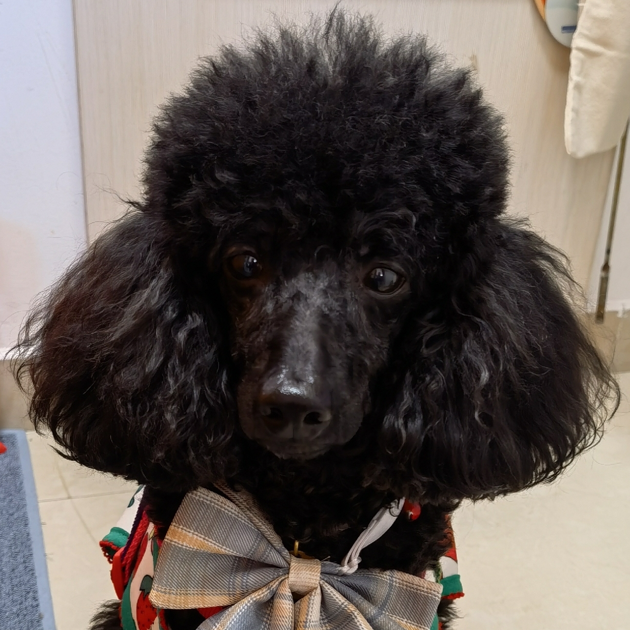 装小鲜肉的糯米