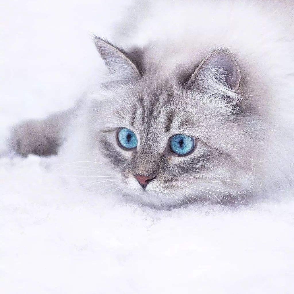 爱吃披萨煎饼的小心心