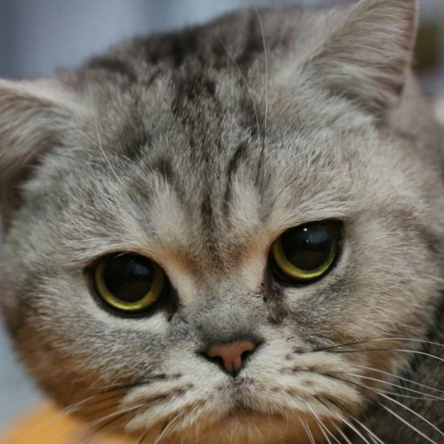 咪咪猫就是咪咪猫