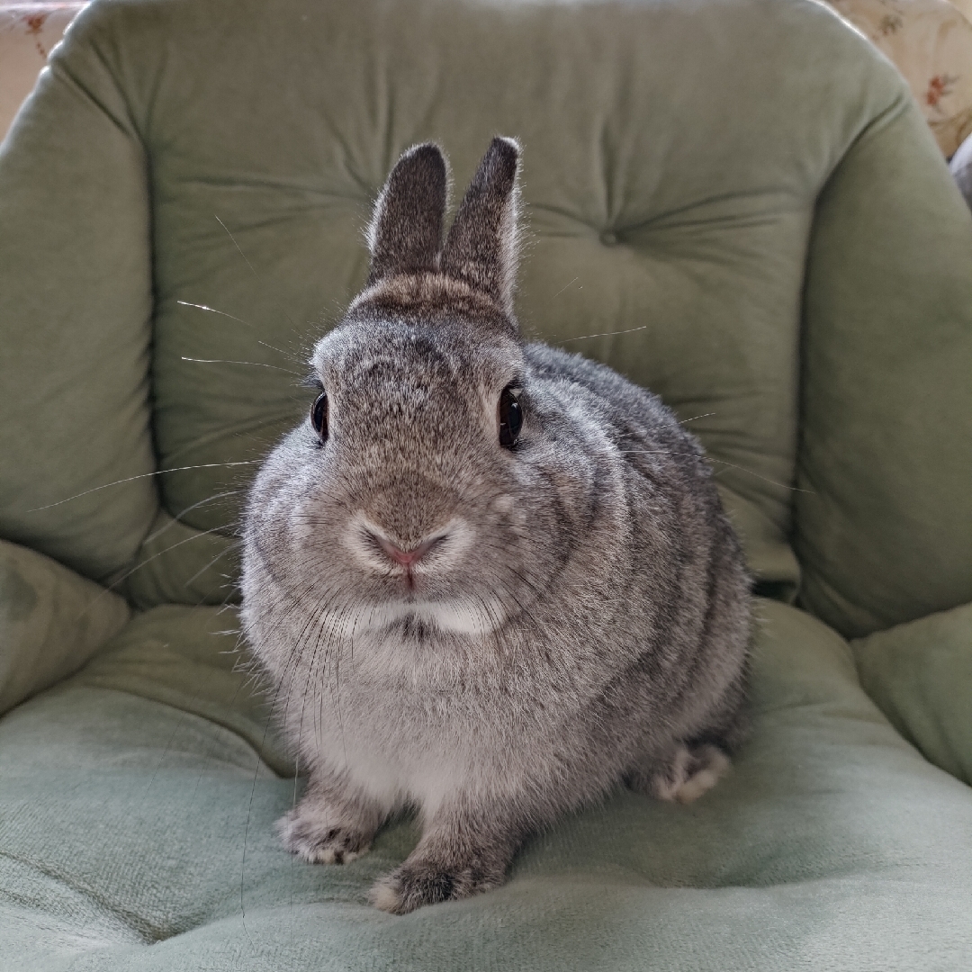 毛毛.李斯特.丘
