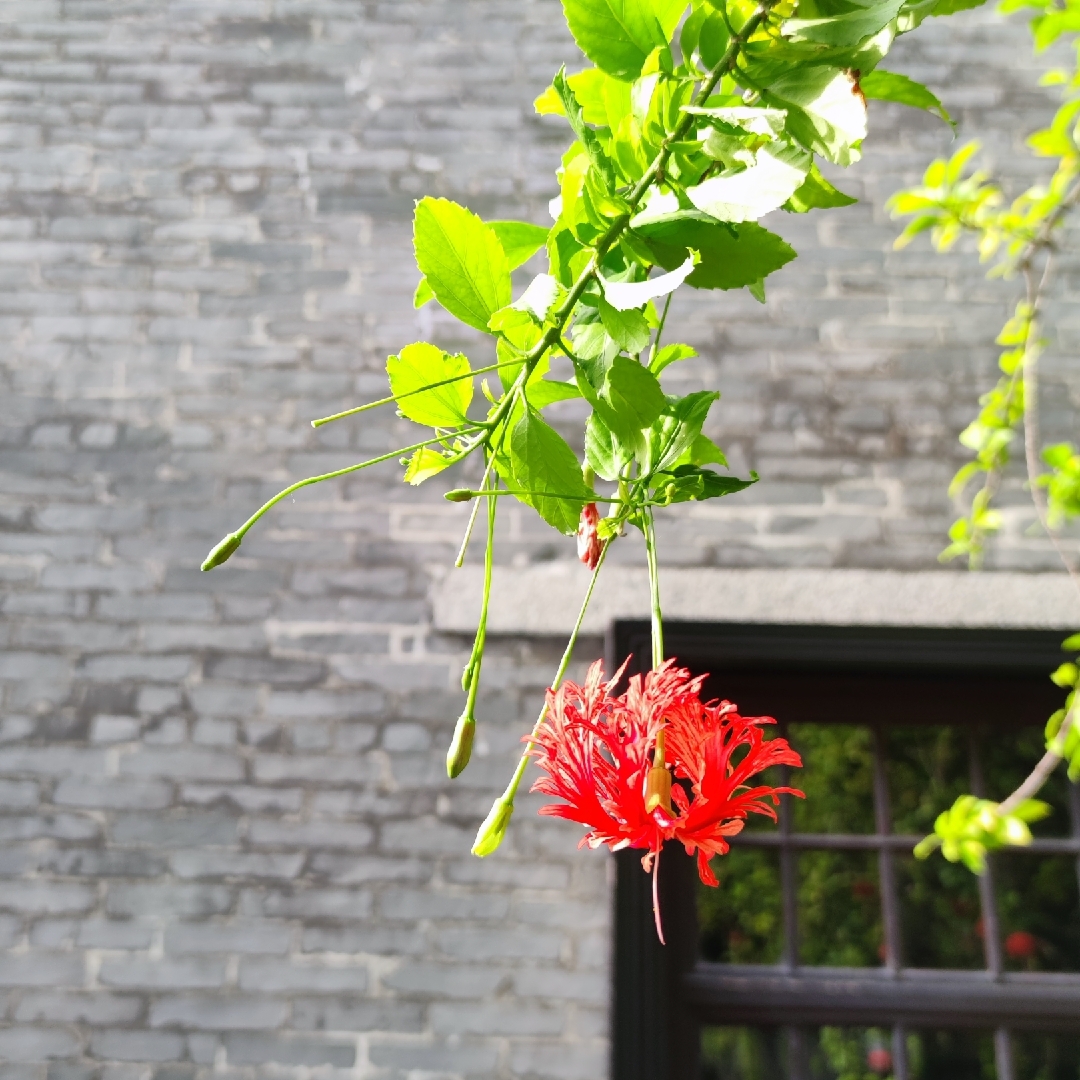 欢快剁手小魔王