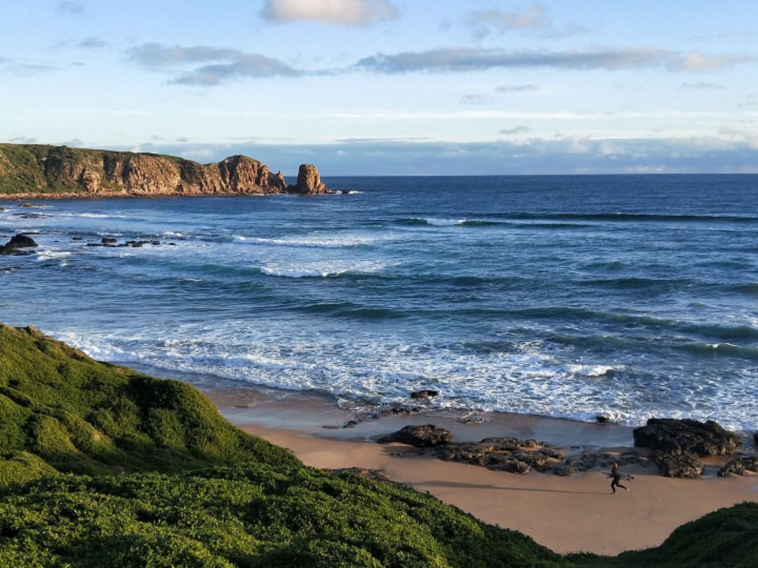 粉红色的丘树ou